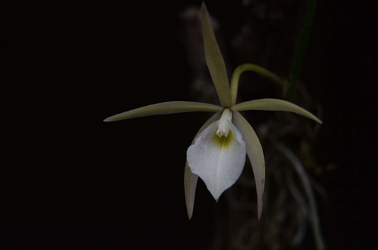 Brassavola tuberculata