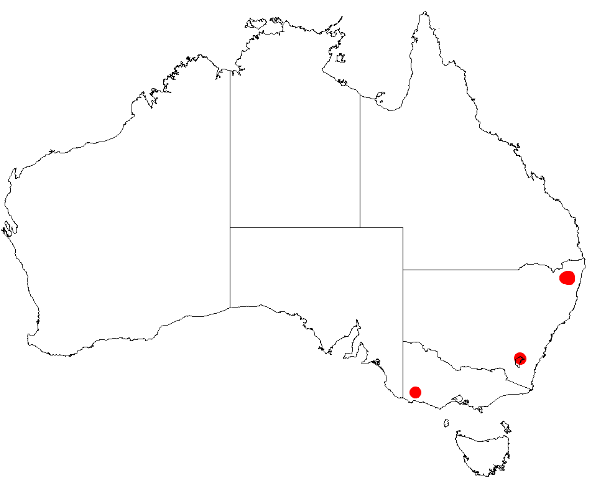 Acacia cangaiensis