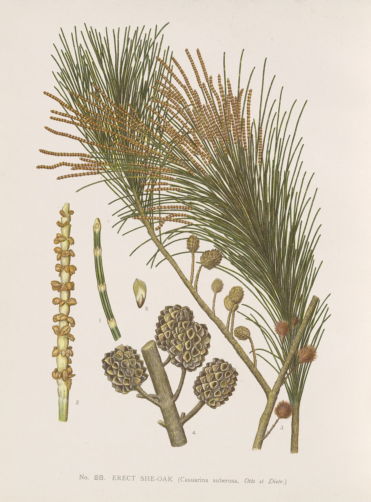 Allocasuarina littoralis