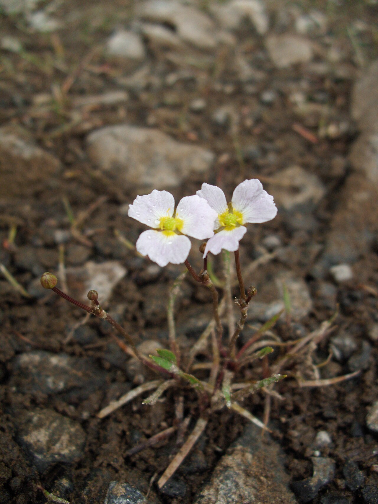 Baldellia ranunculoides