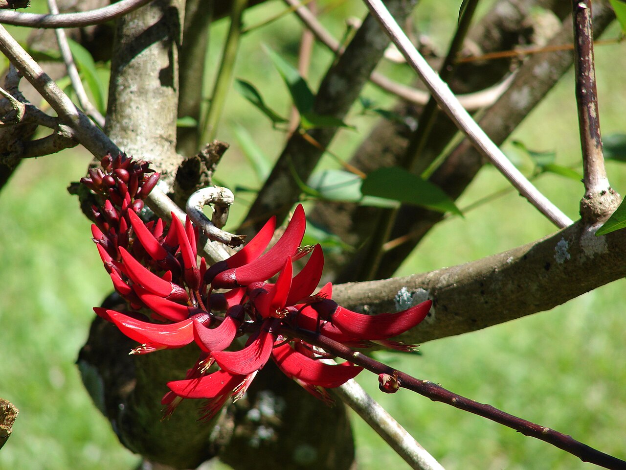 Erythrina corallodendron
