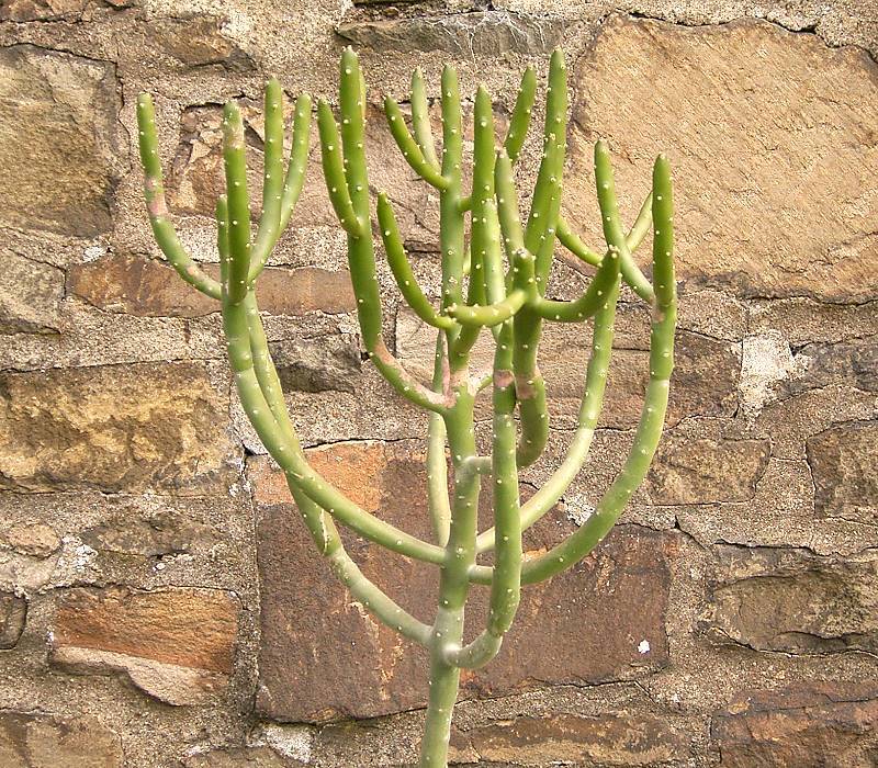 Euphorbia famatamboay