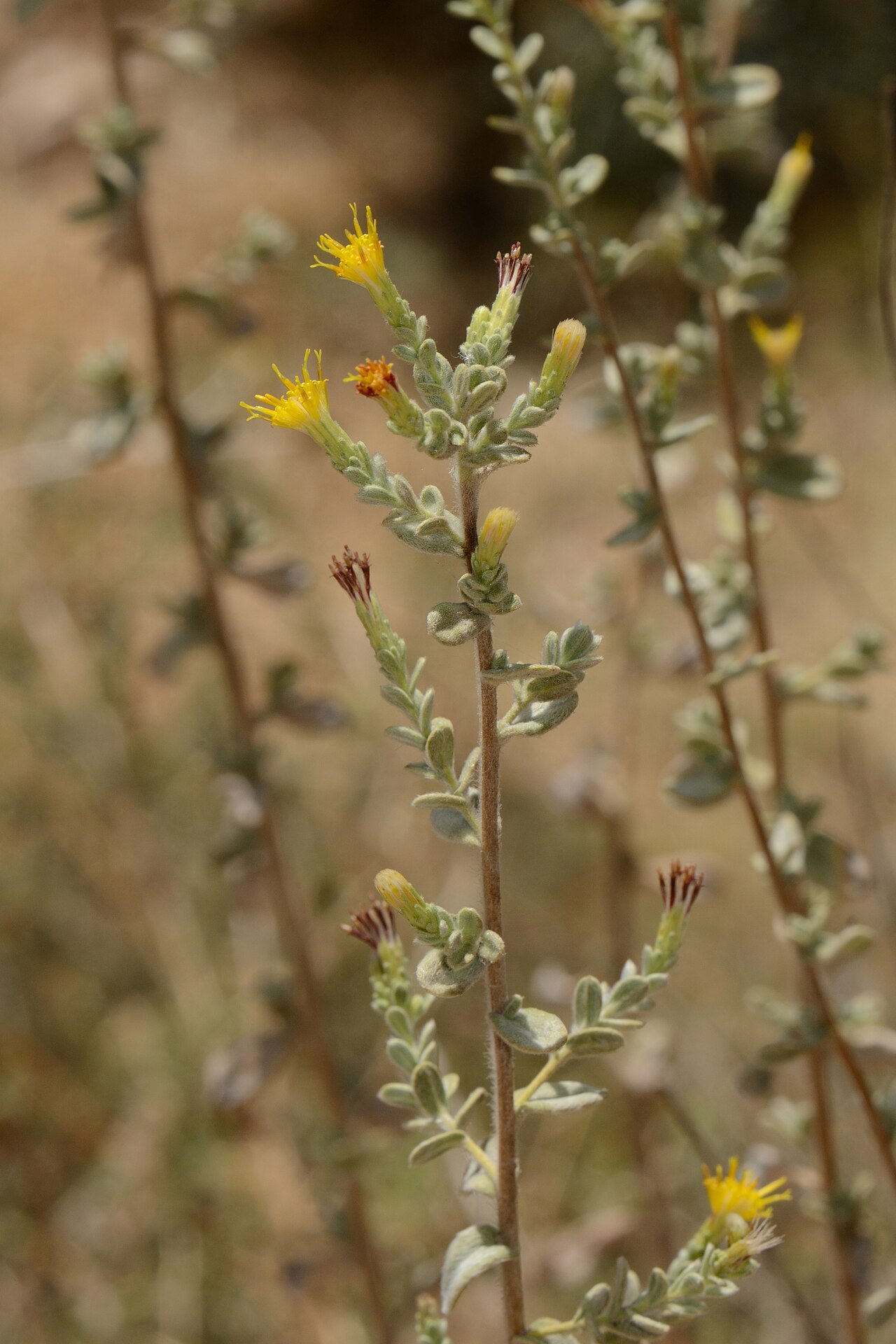 Chiliadenus iphionoides