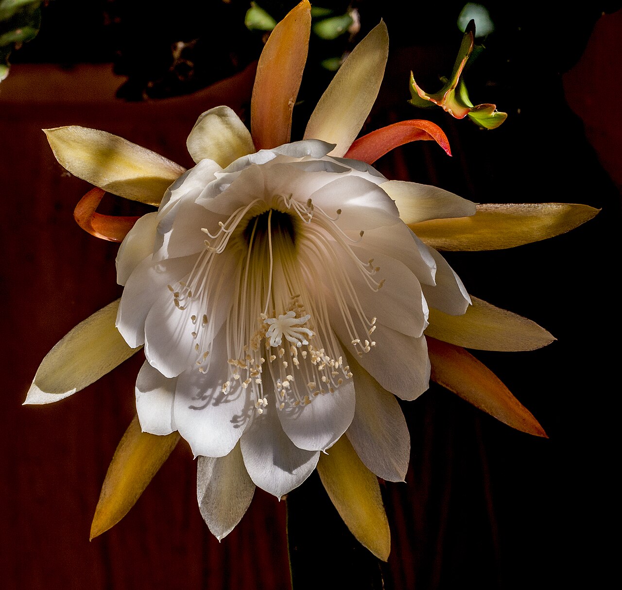Epiphyllum oxypetalum