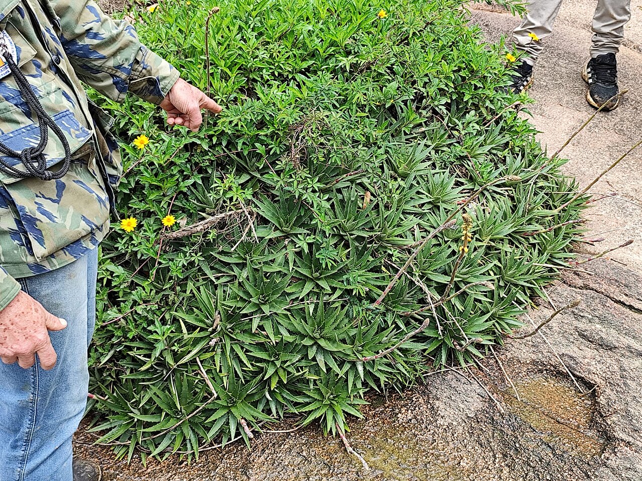 Dyckia ibiramensis