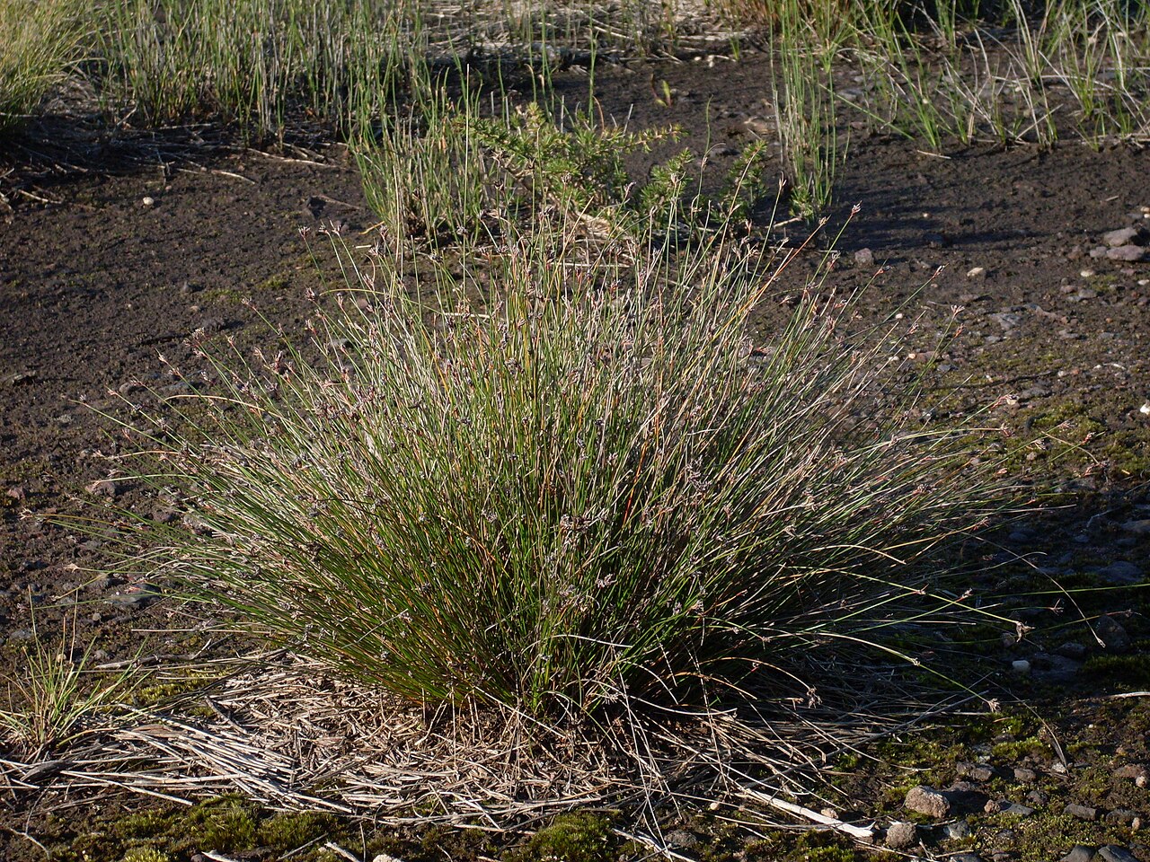 Schoenus imberbis