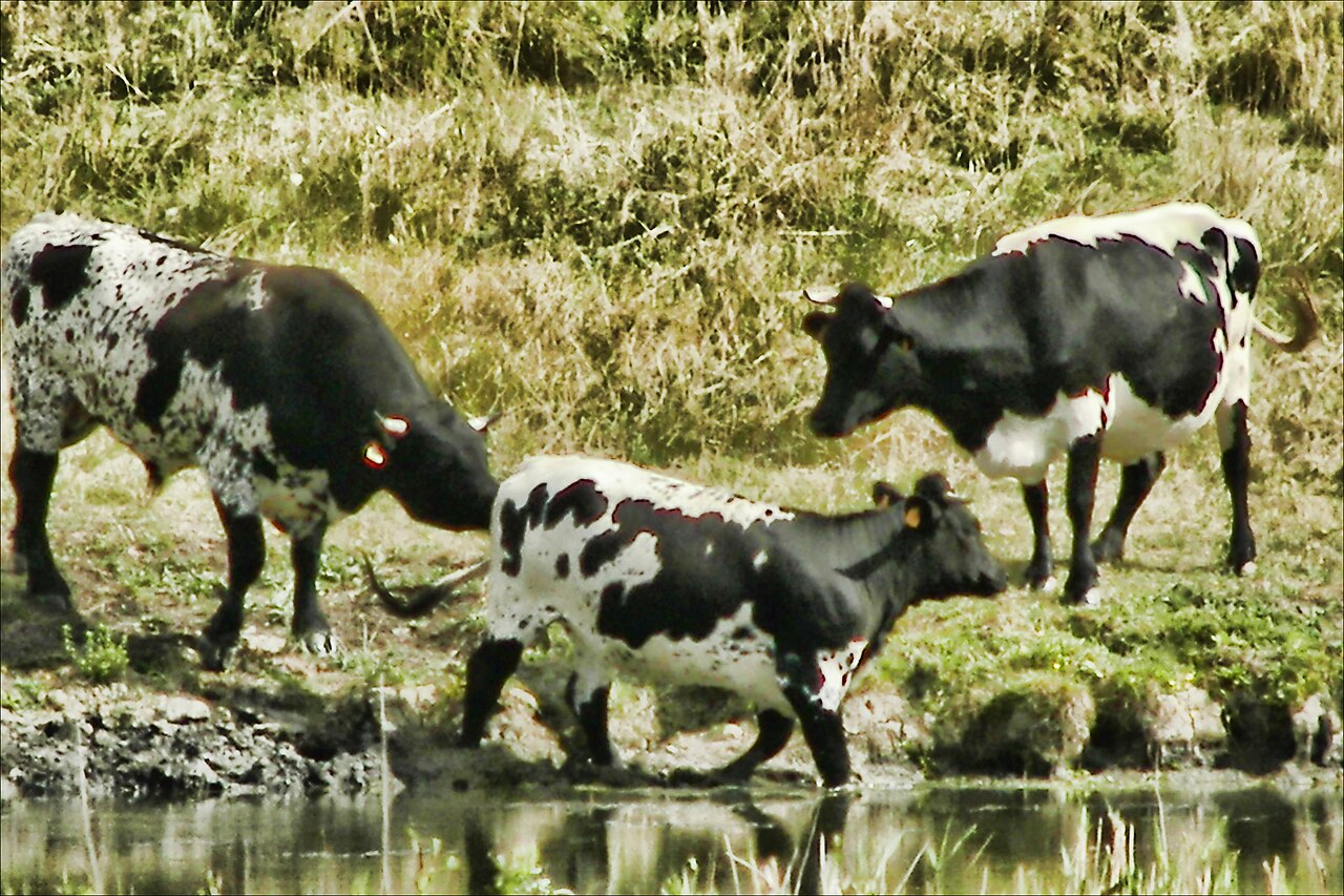 Bordelais cattle