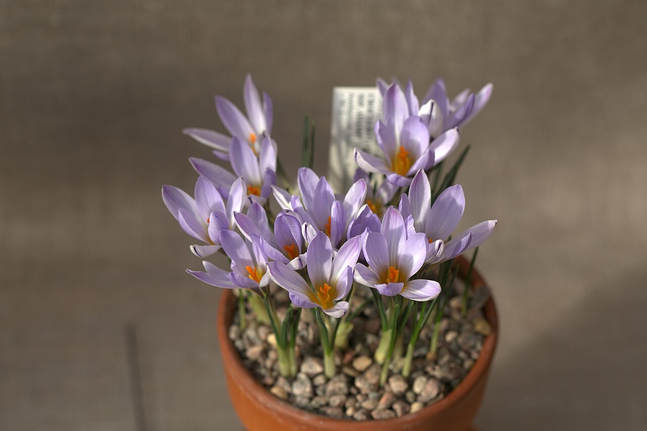 Crocus biflorus