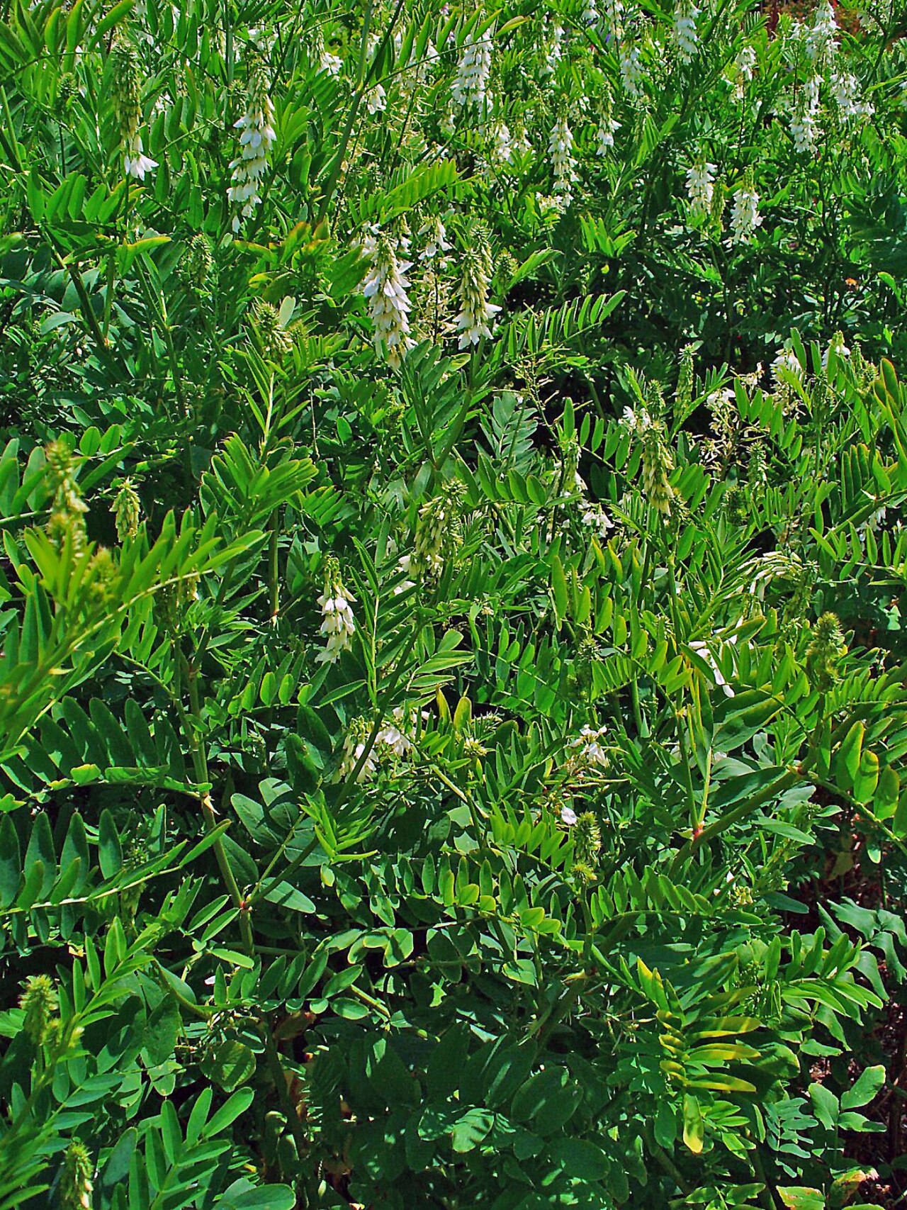 Galega or goat's-rue