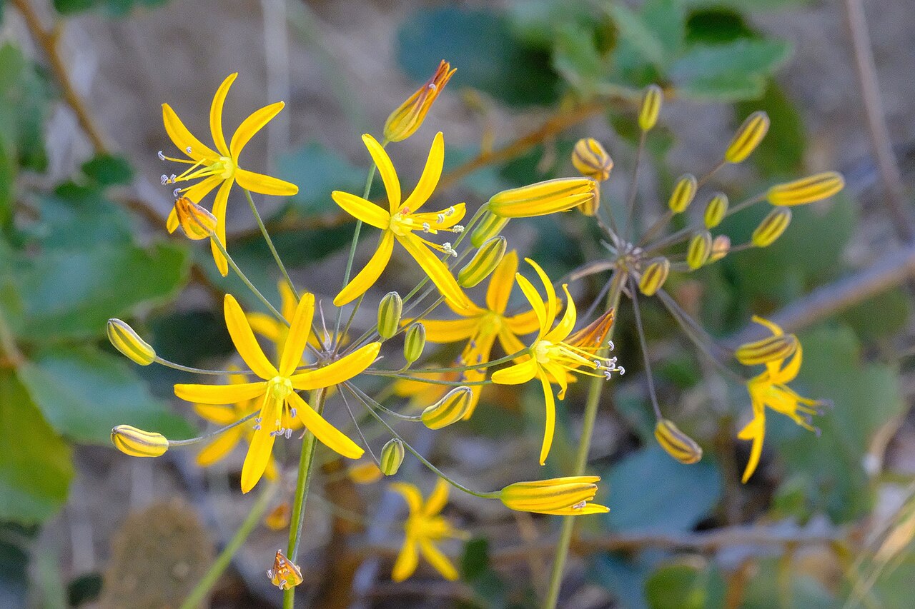 Goldenstar