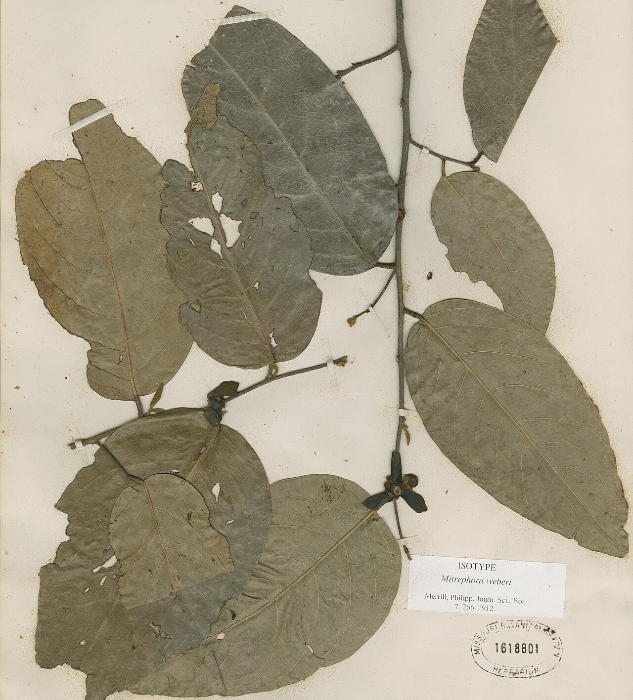 Mitrephora weberi
