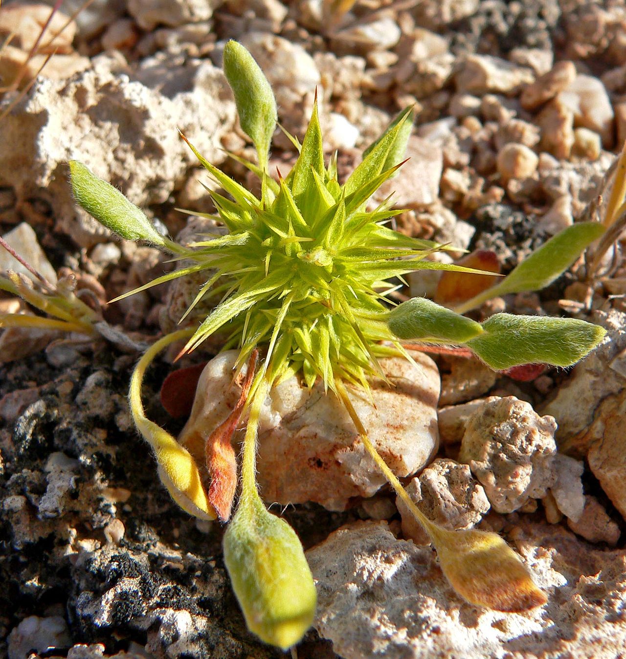 Chorizanthe rigida