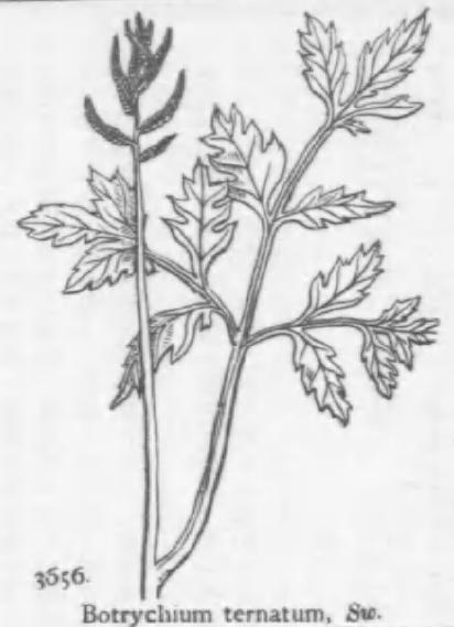 Botrychium spathulatum