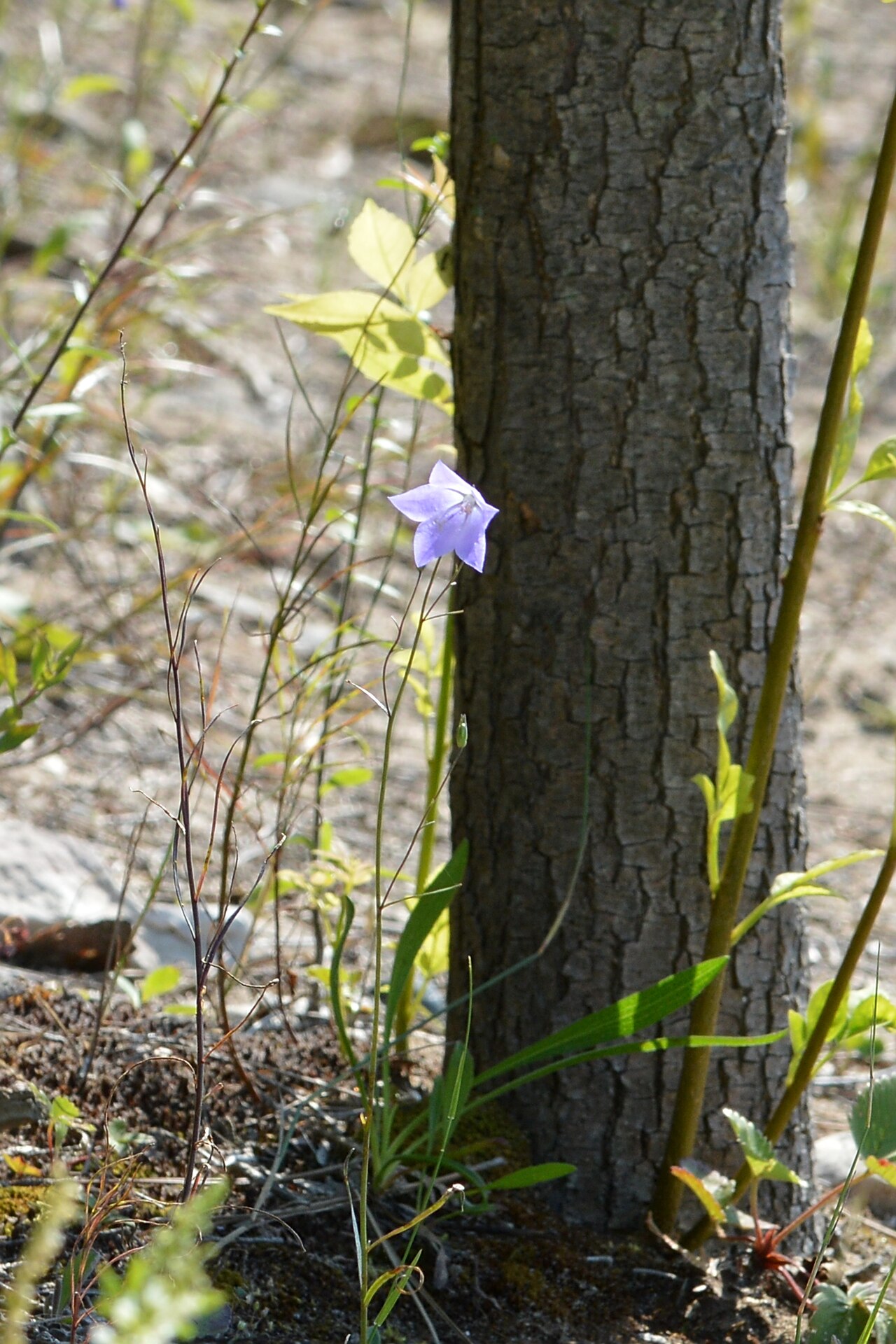 Campanula gieseckeana