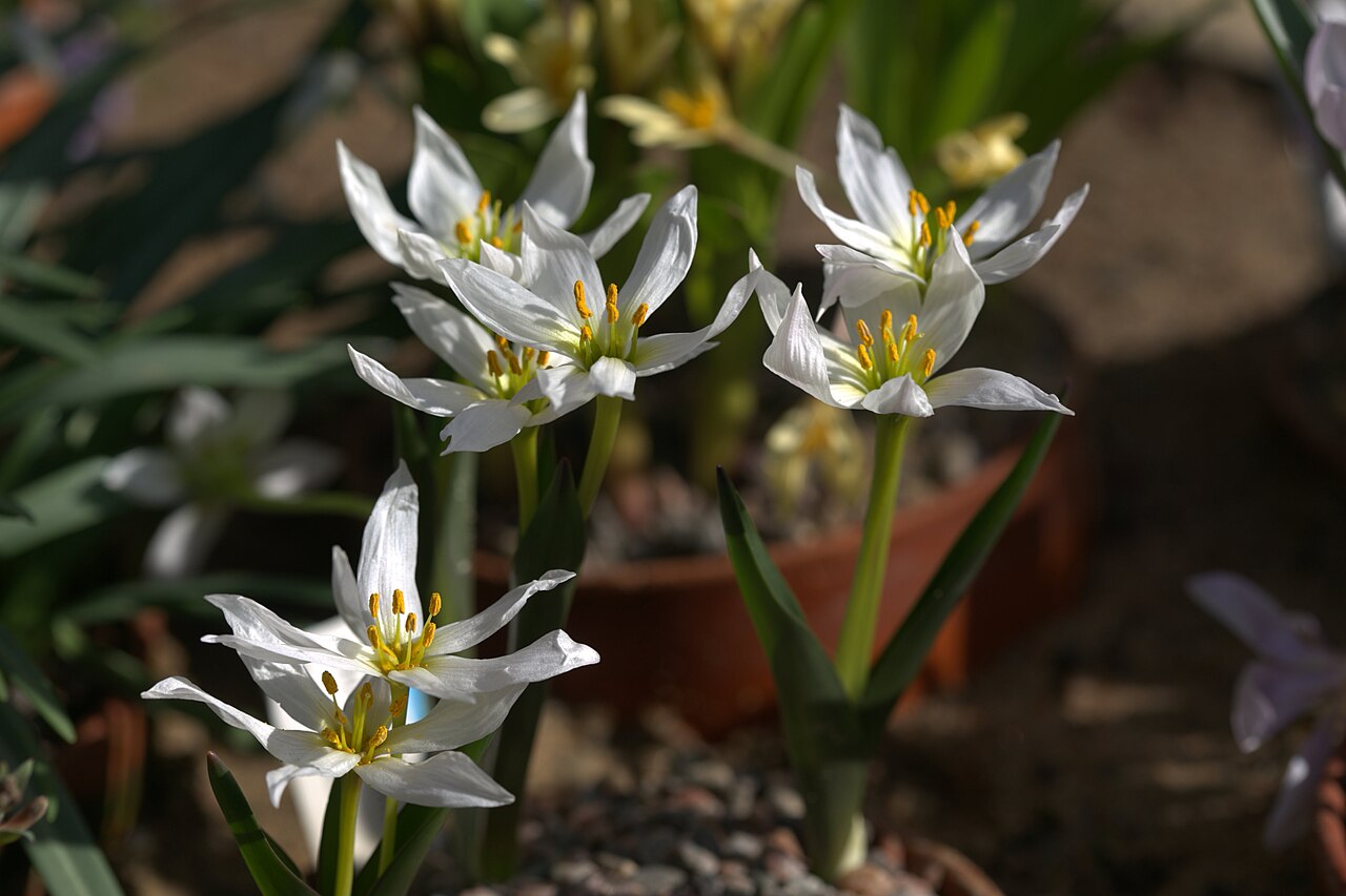 Colchicum szovitsii