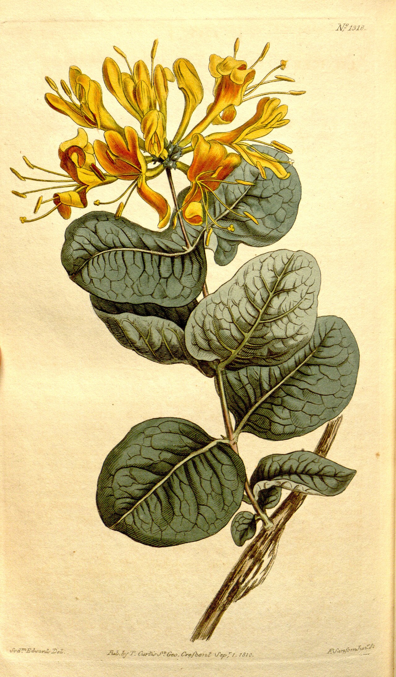 Lonicera flava