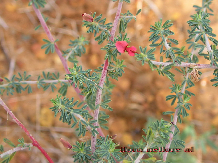 Indigofera aspalathoides