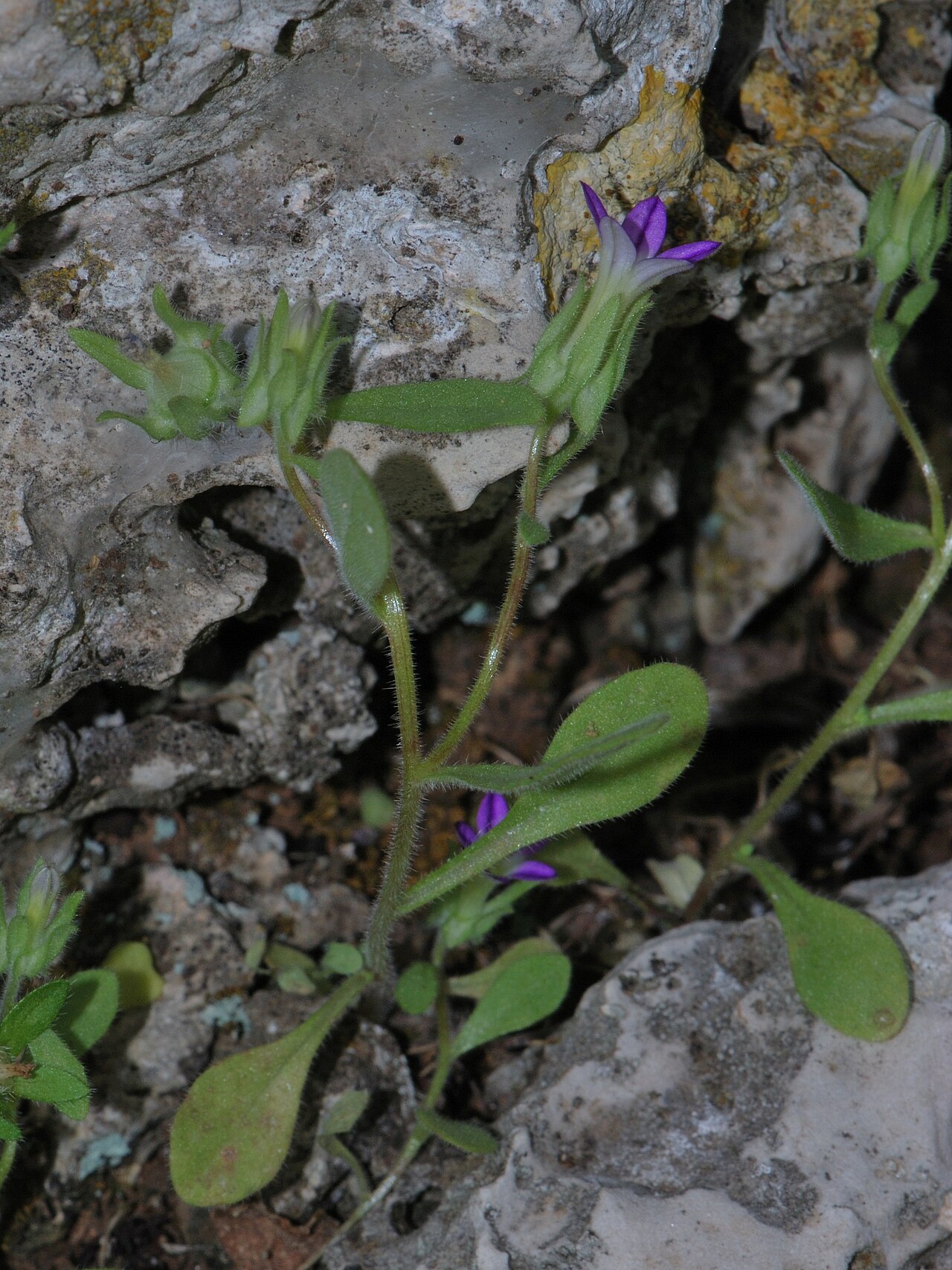 Campanula camptoclada