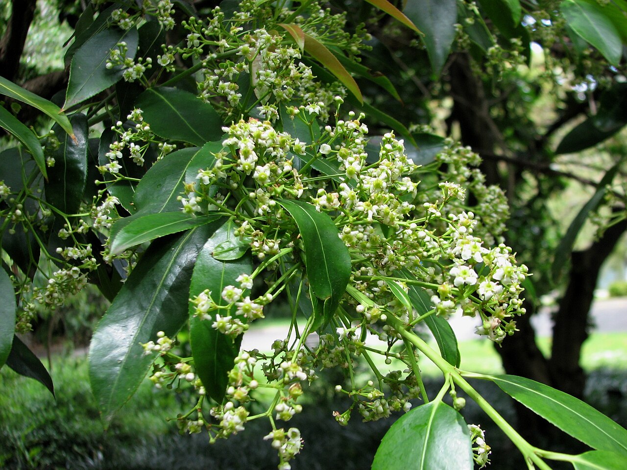 Euonymus lucidus