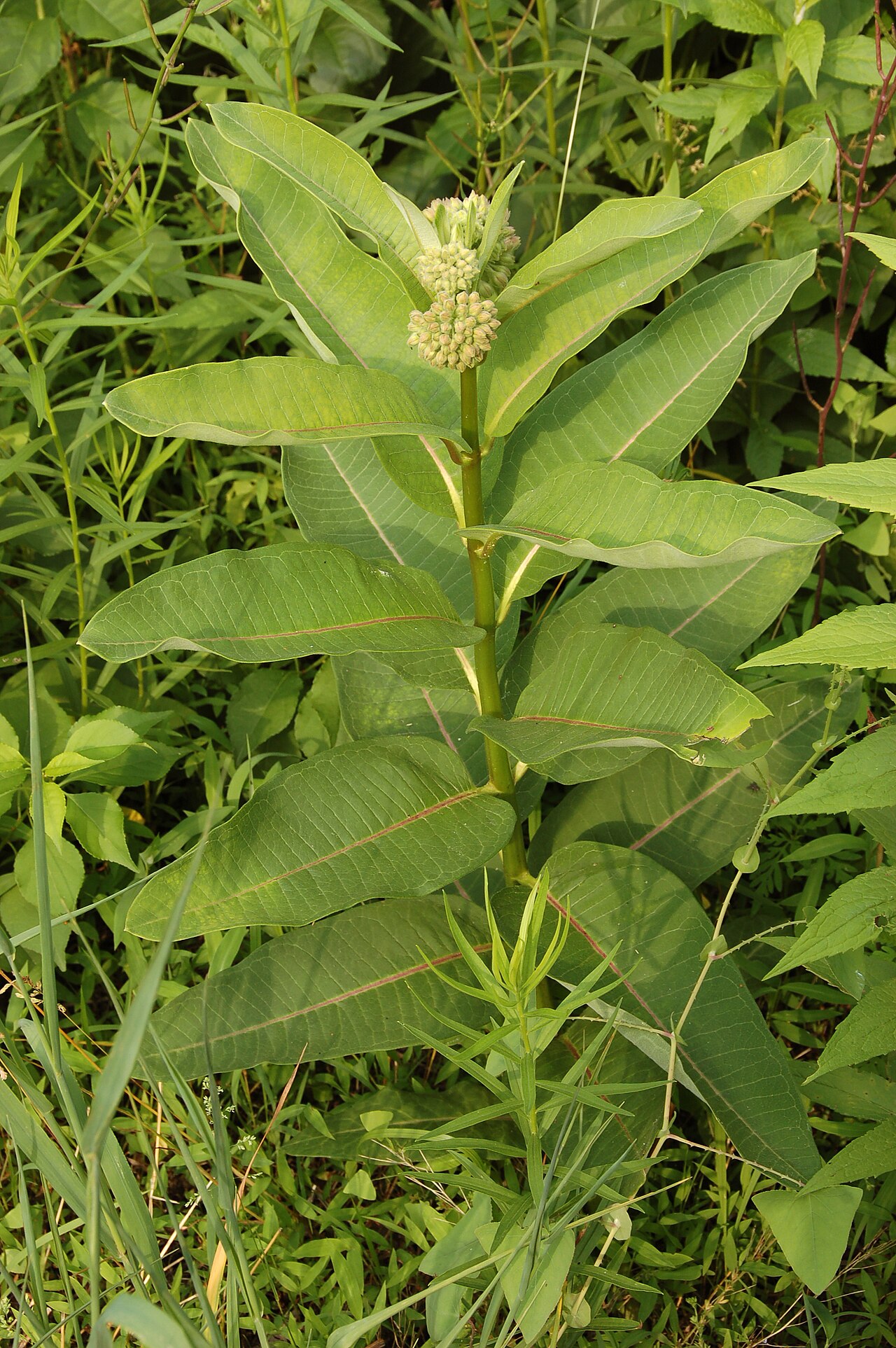 Asclepias syriaca