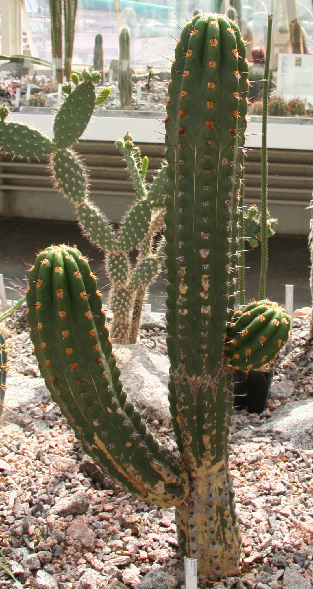 Echinopsis clavata