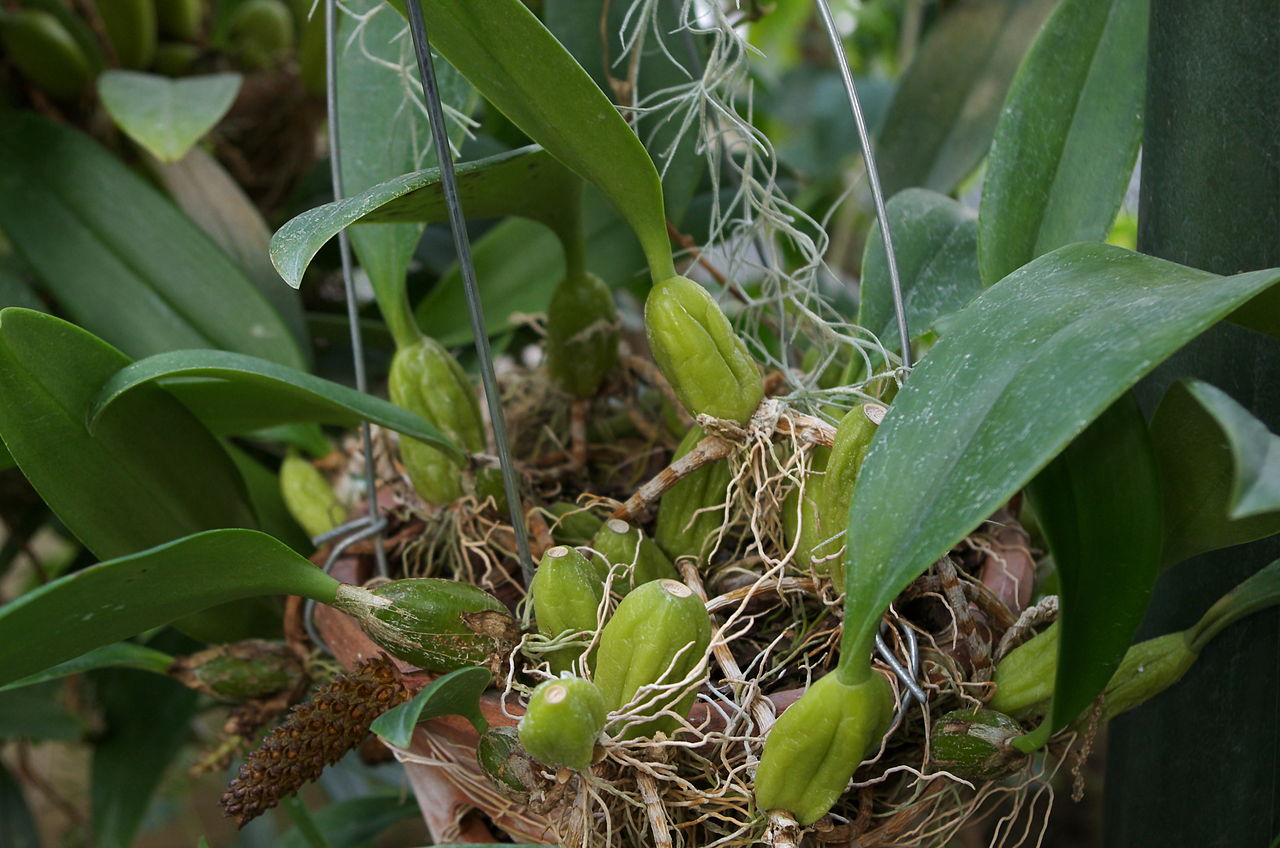Bulbophyllum clavatum
