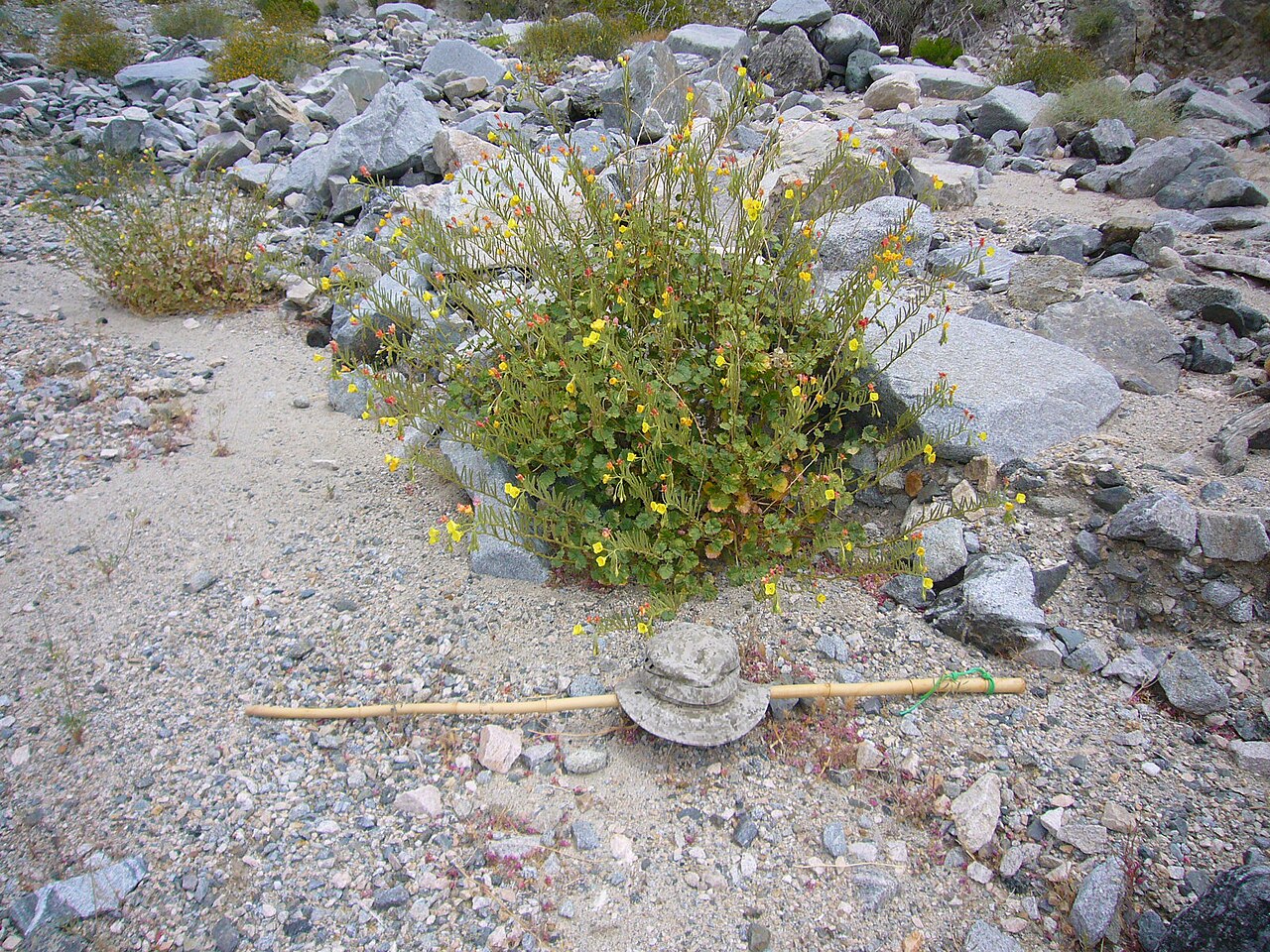 Chylismia cardiophylla