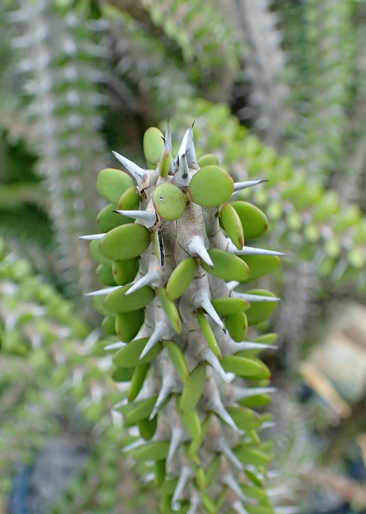 Alluaudia comosa