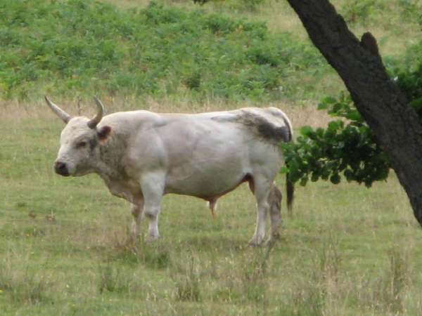Chillingham Cattle