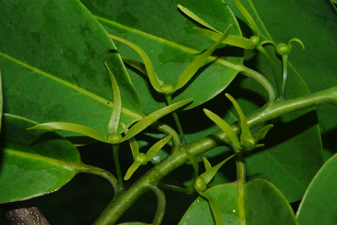 Cleistopholis staudtii
