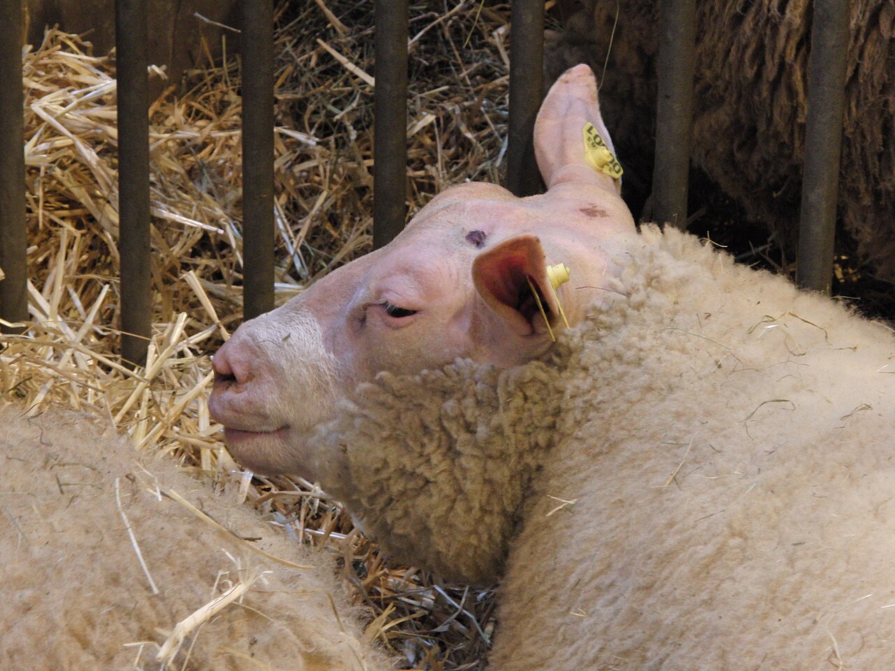 Cotentin sheep