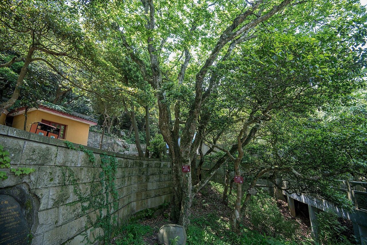Carpinus putoensis
