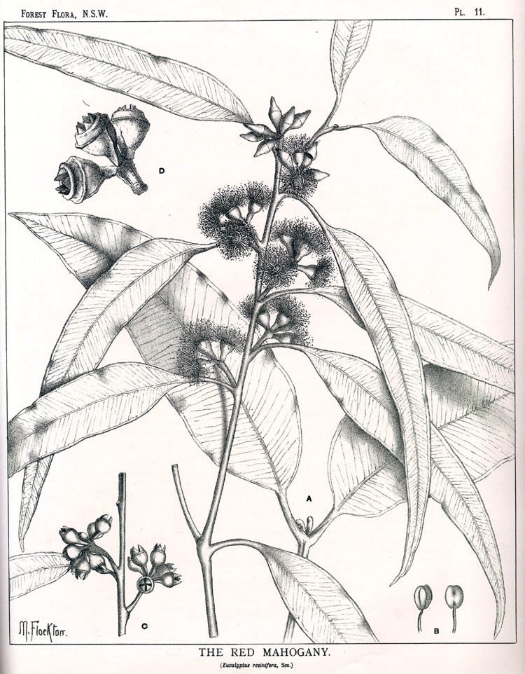 Red mahogany or red messmate