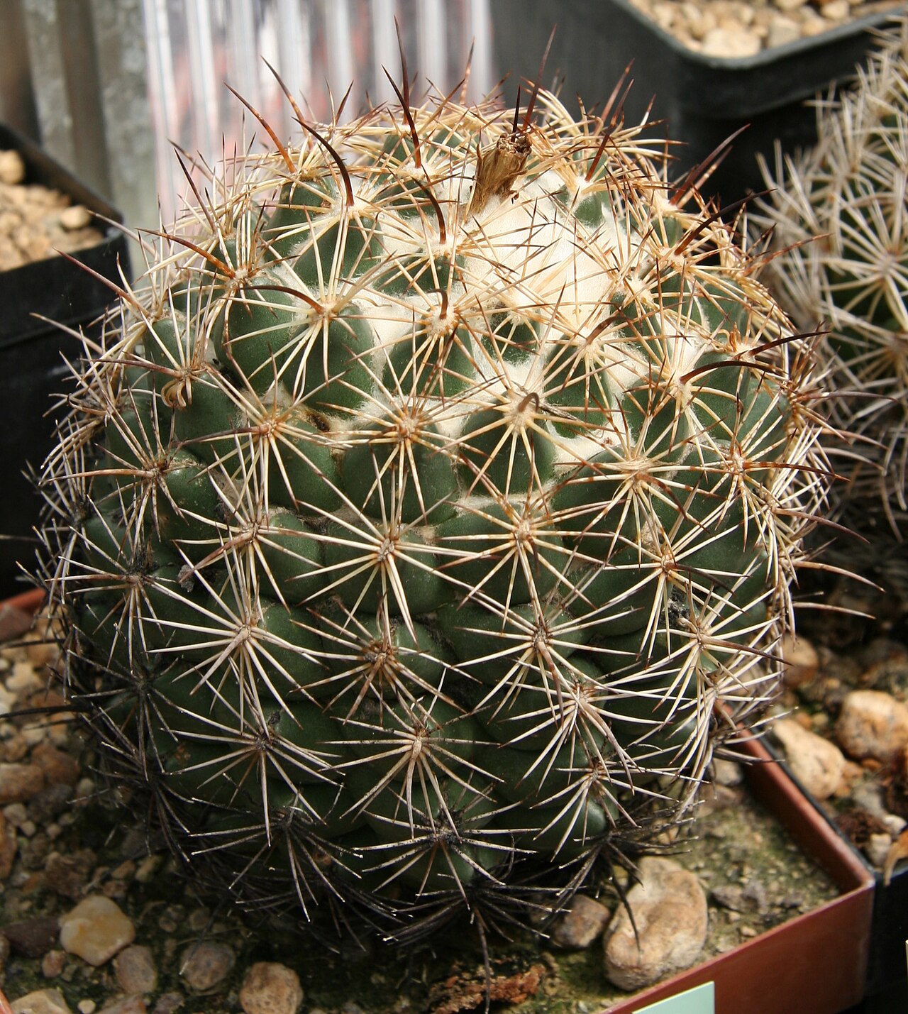 Coryphantha compacta