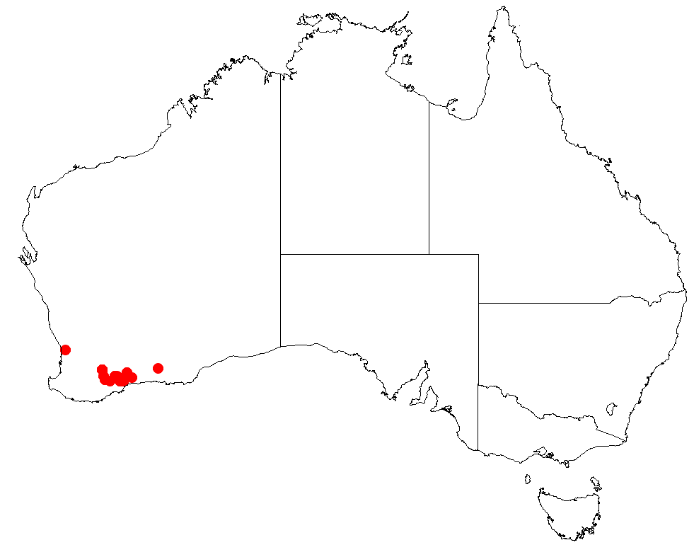 Bossiaea spinosa