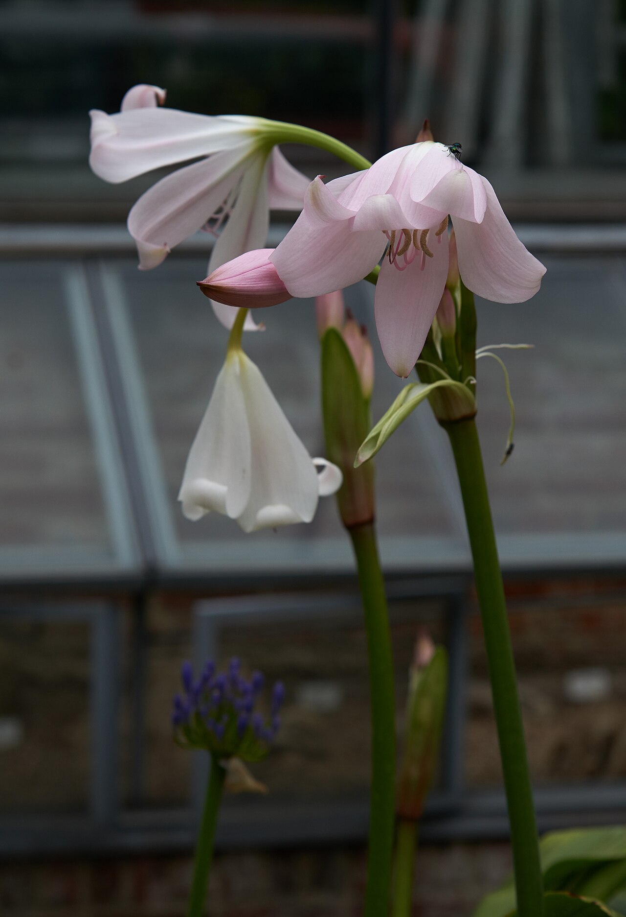 Crinum moorei