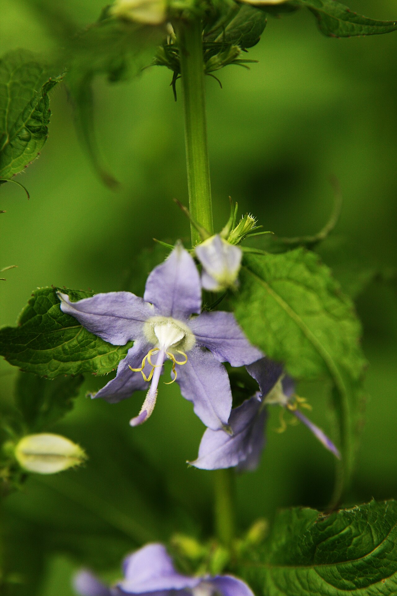 Campanula americana