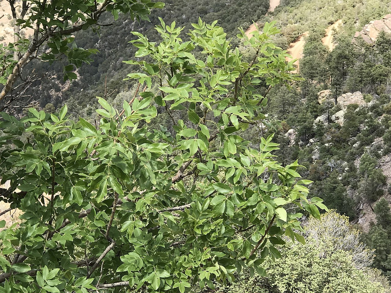 Fraxinus papillosa