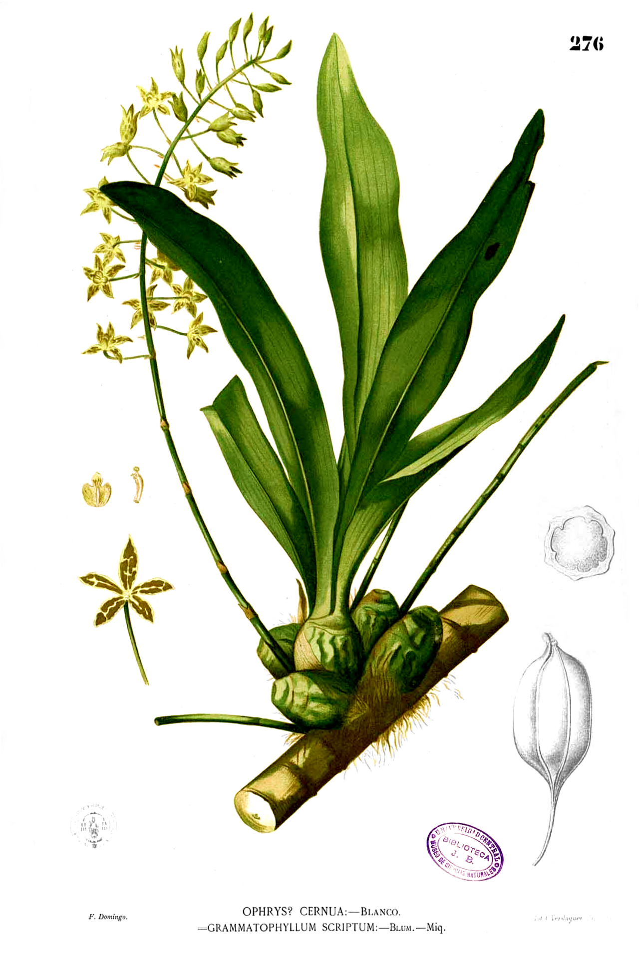 Grammatophyllum scriptum