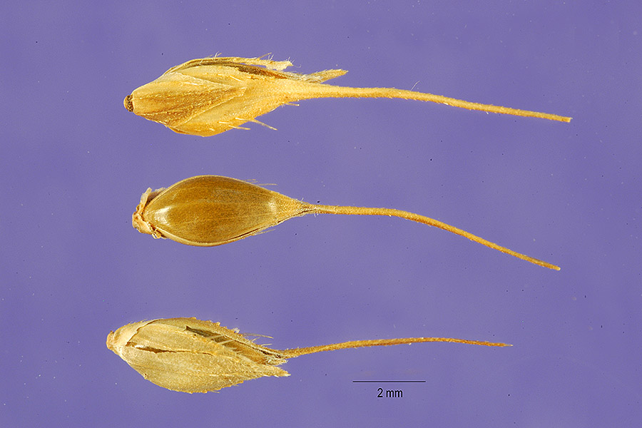 Echinochloa stagnina