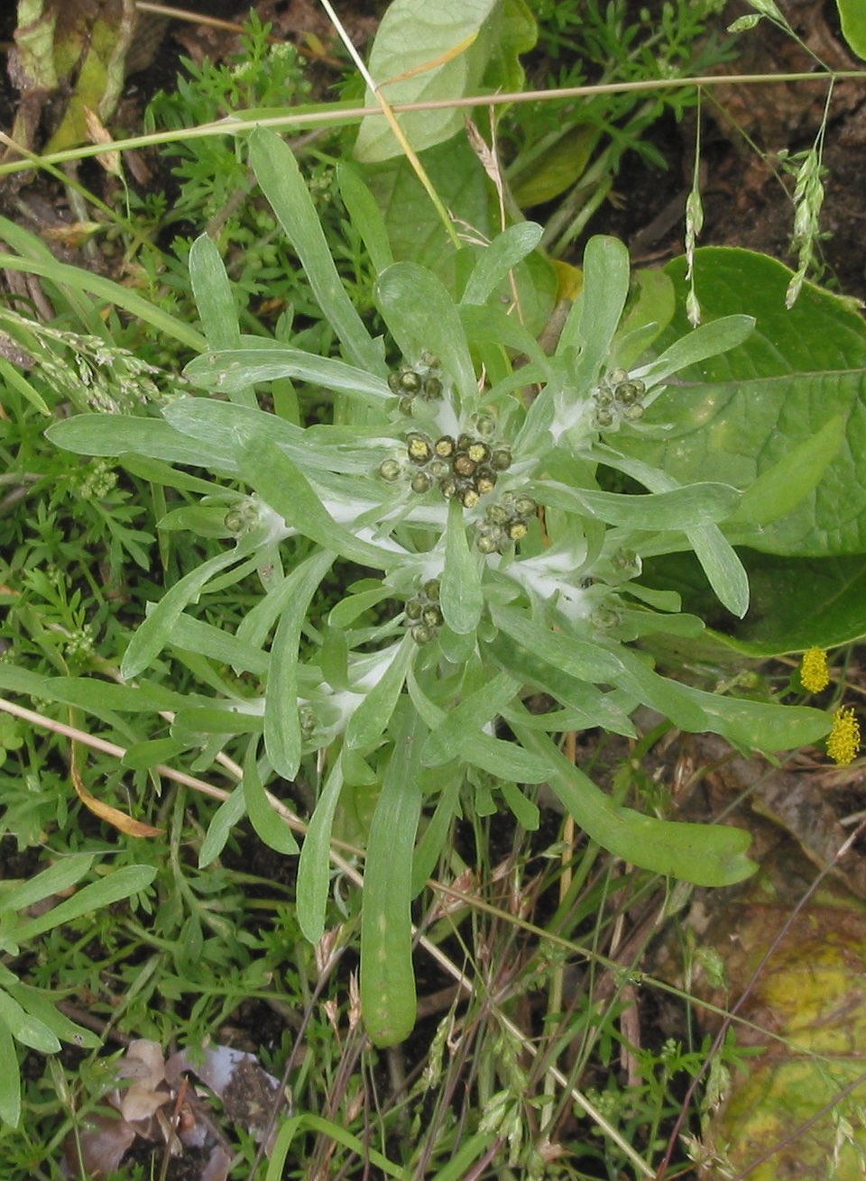 Gnaphalium uliginosum