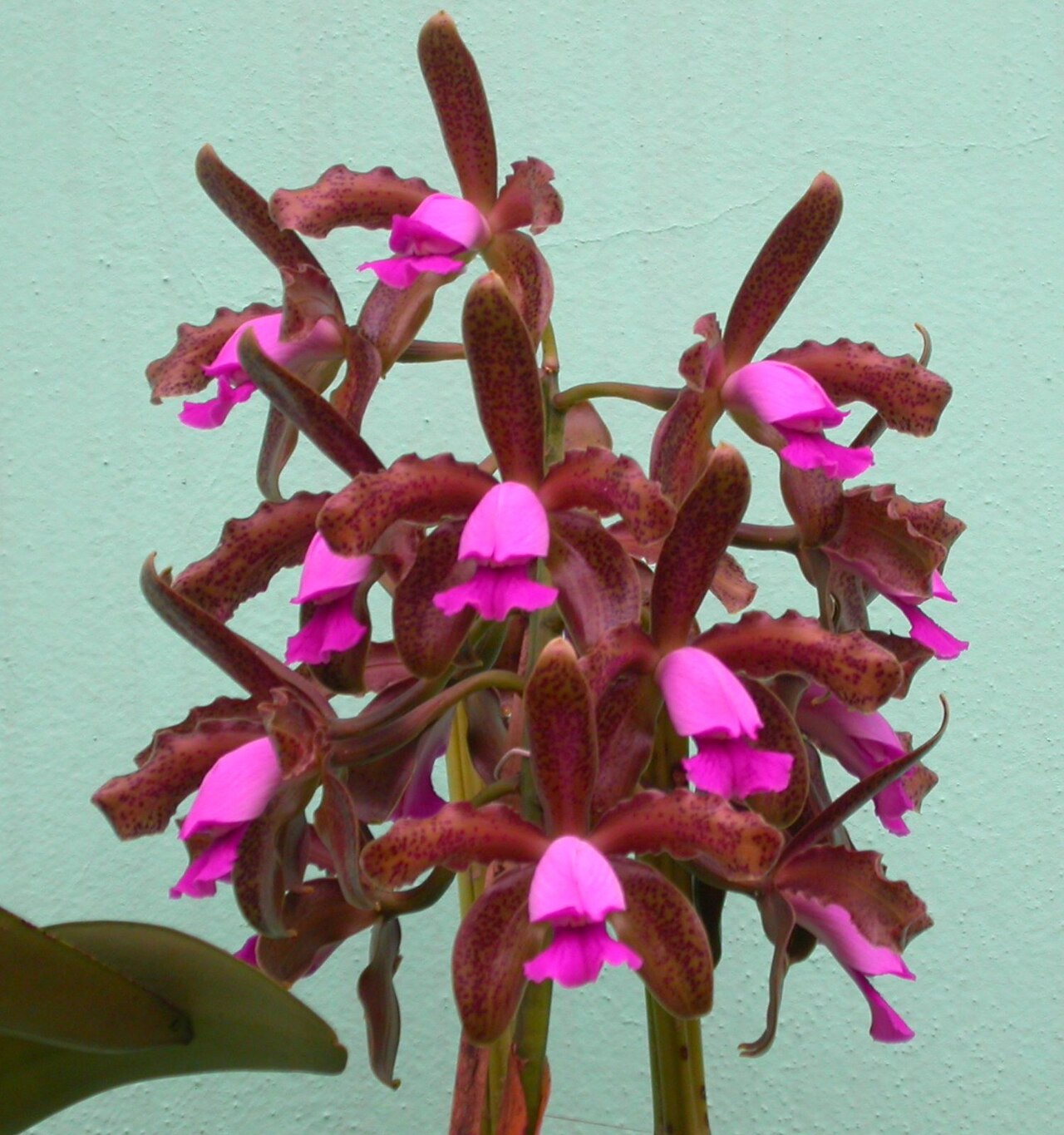 Cattleya tigrina