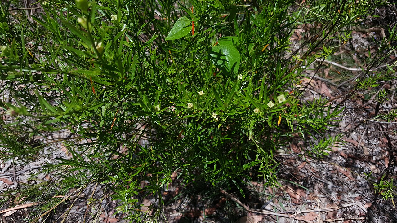 Glischrocaryon lucasii
