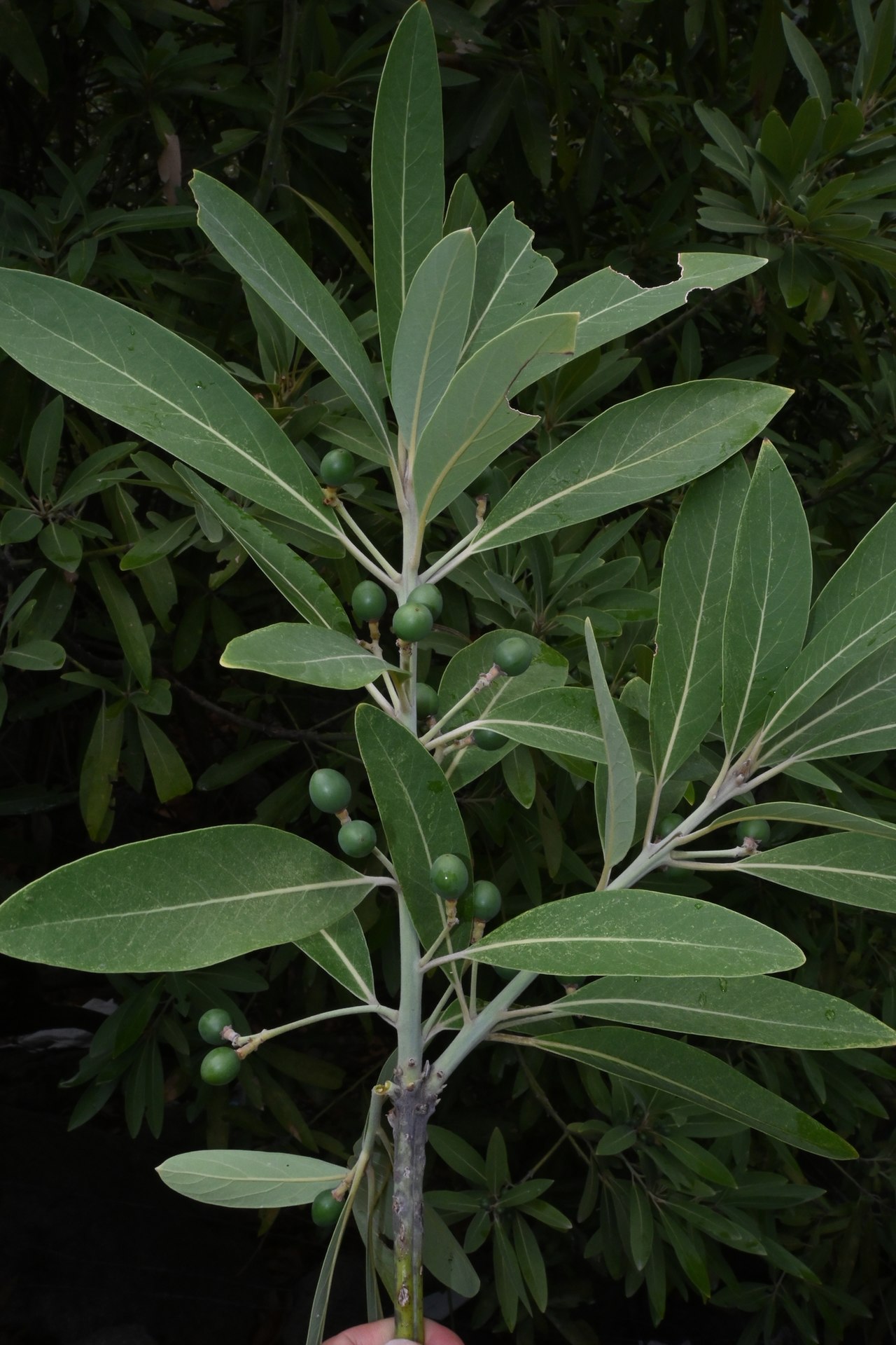 Persea liebmannii