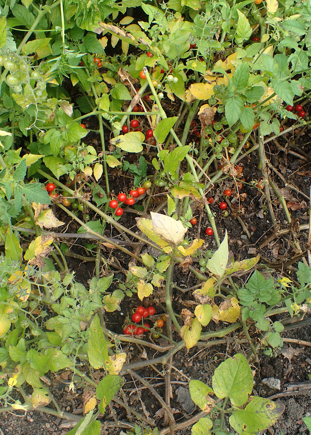 Currant tomato