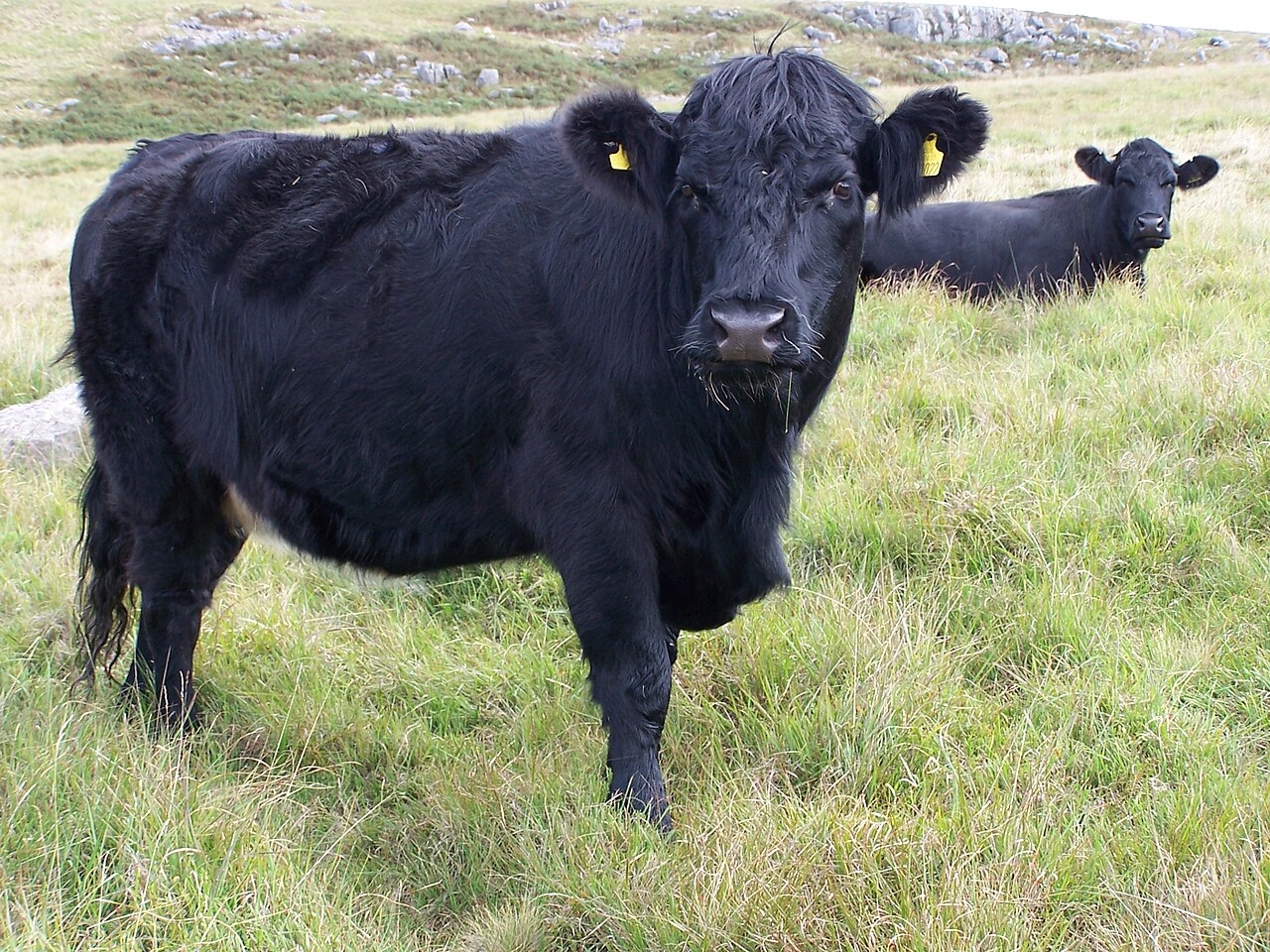 Welsh Black