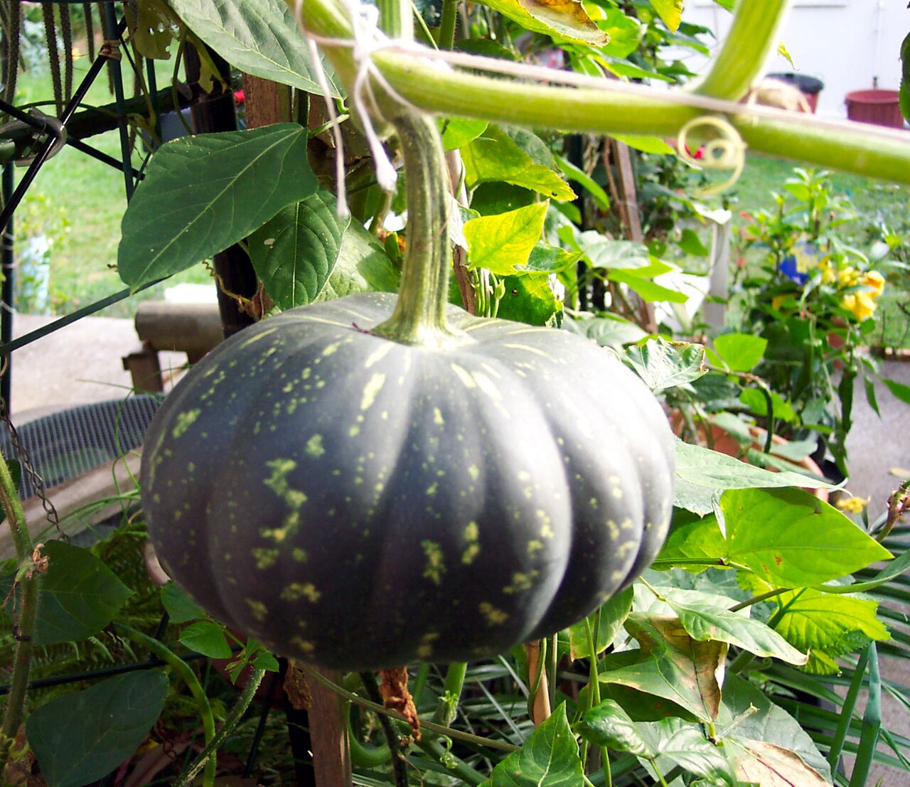 Cucurbita melopepo