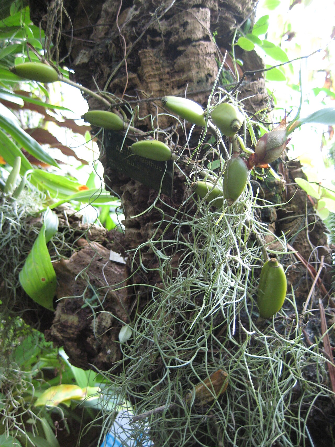 Aeschynanthus pulcher