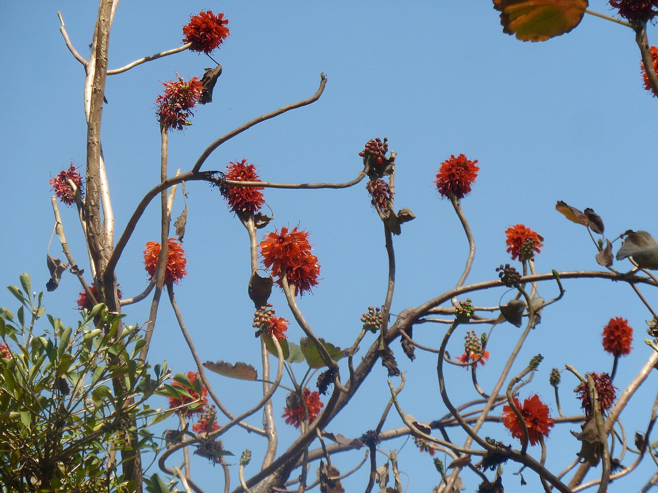 Natal bottlebrush