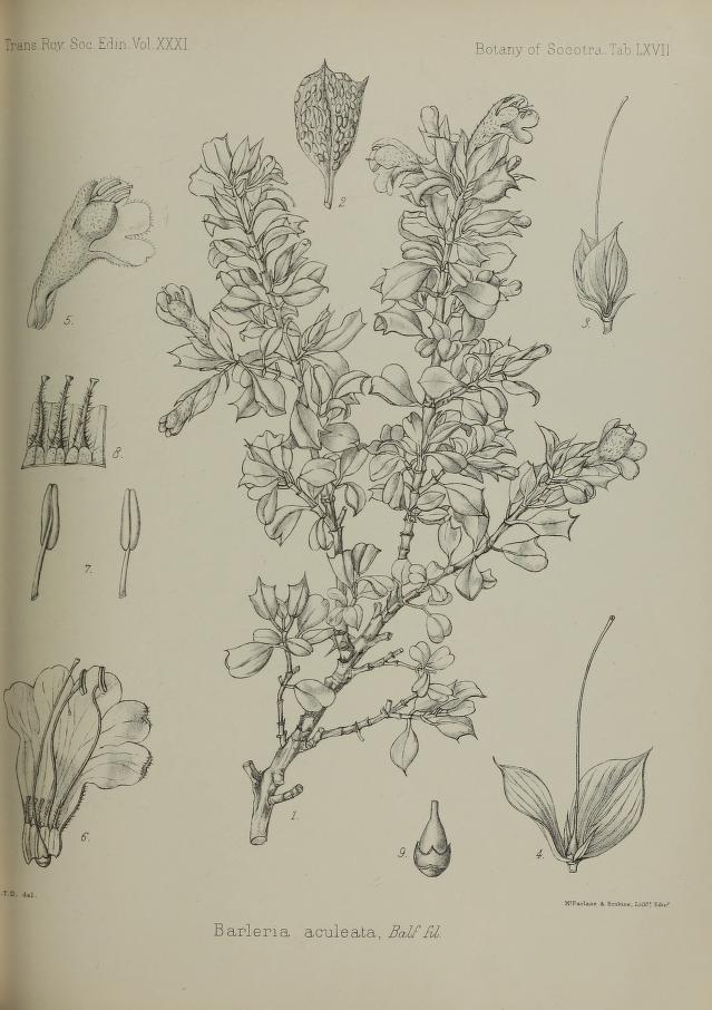 Barleria aculeata